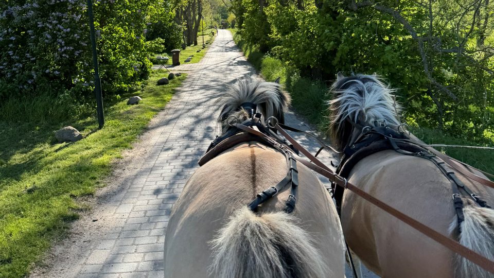 Tažní koně v péči paní Zory rozumějí povelům v němčině i češtině