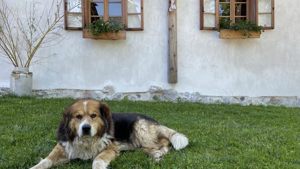 Farmu hlídá ovčácký pes a podle reportérky Kateřiny Havlíkové je velmi přátelský