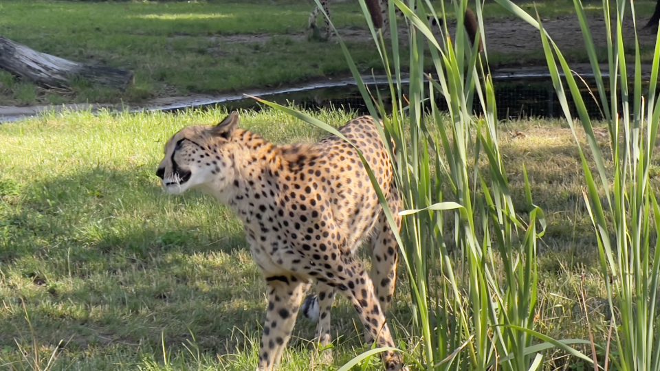 Safari Park Dvůr Králové