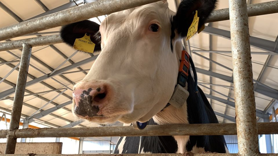 Na farmě v Radimi u Jičína chovají krávy krávy jsou černobílého holštýnského plemene