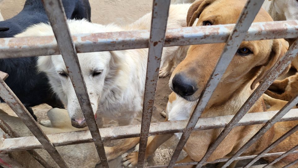 Zhruba za týden po kastraci odveze parta z organizace Esma odchycené psy zase na jejich místo
