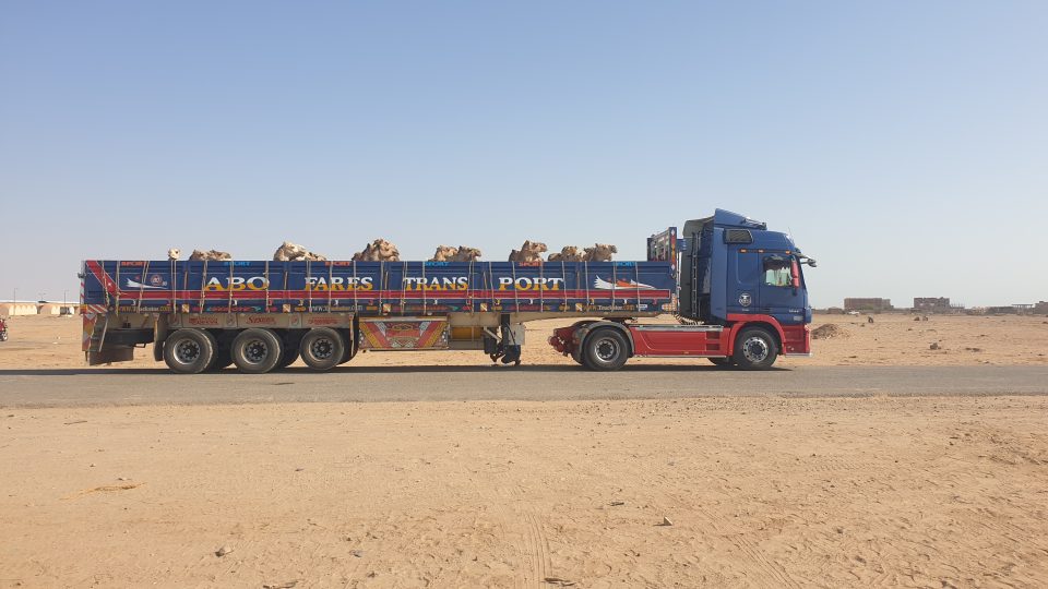 Na korbu velkého kamionu se vejde pětatřicet velbloudů, do Káhiry je odtud čeká tisíc kilometrů