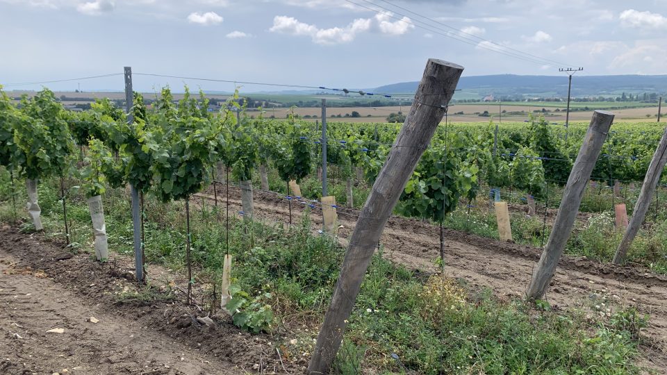 Vinohrad v Šatově