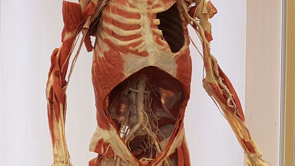 Studenti si na plastinovaných tělech mohou prohlédnout realistickou podobu jednotlivých orgánů