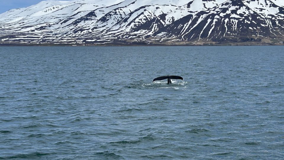 Pozorování velryb u islandských břehů je silný zážitek