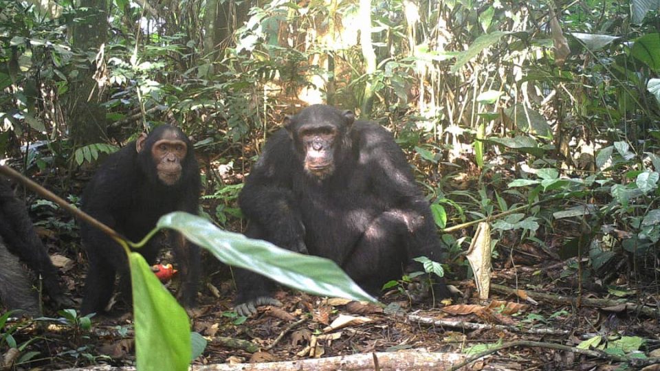 Šimpanzi na snímku z fotopasti