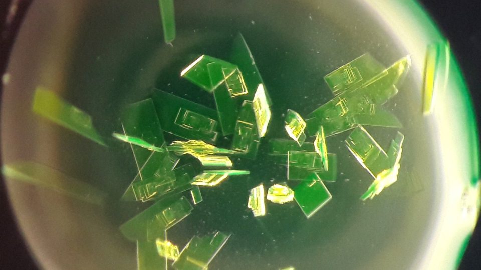 Krystalky fluorescentního proteinu mTurquoise2 zobrazené pomocí optického mikroskopu