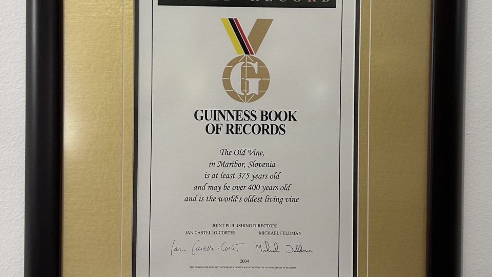 V roce 2004 byla réva zapsána do Guinessovy knihy rekordů