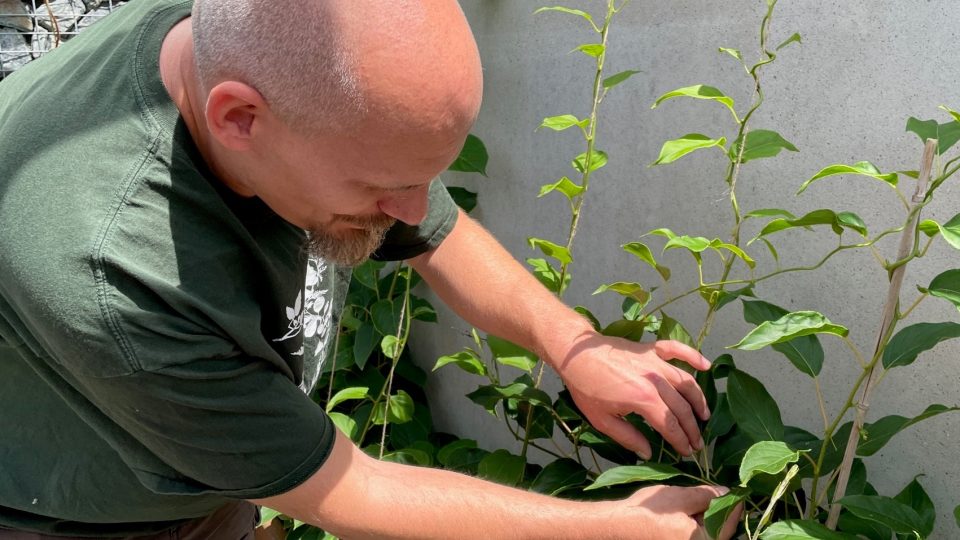 Martin Dvořák je expert na tropické rostliny