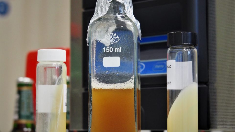 Během procesu množení kvasnic musí být tekutina i veškeré prostředí udržováno sterilní