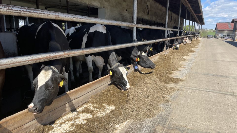 Inteligentní kravín na farmě Novákových v Oboře u Malšic