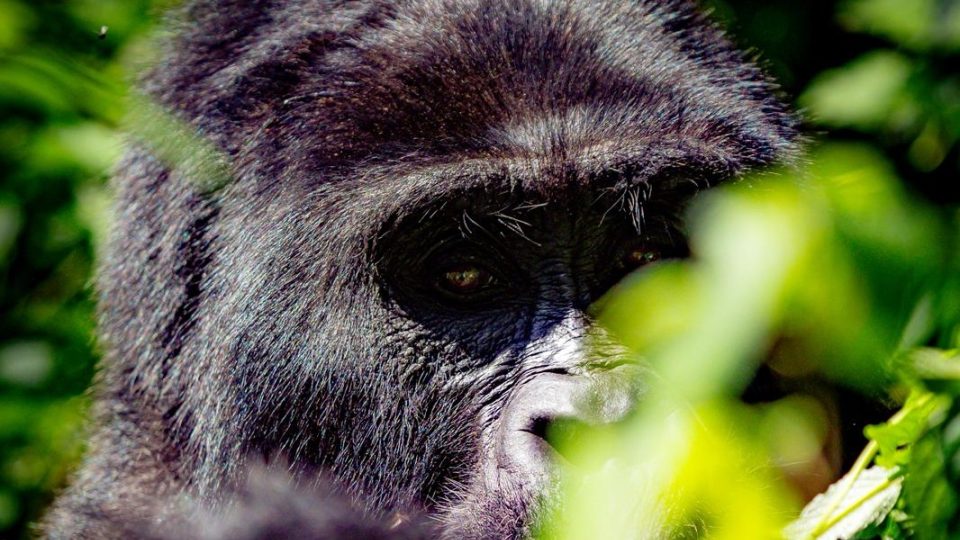 Horské gorily v deštném pralese národního parku Bwindi v Ugandě | foto: Tadeáš Šíma Horské gorily v deštném pralese národního parku Bwindi v Ugandě