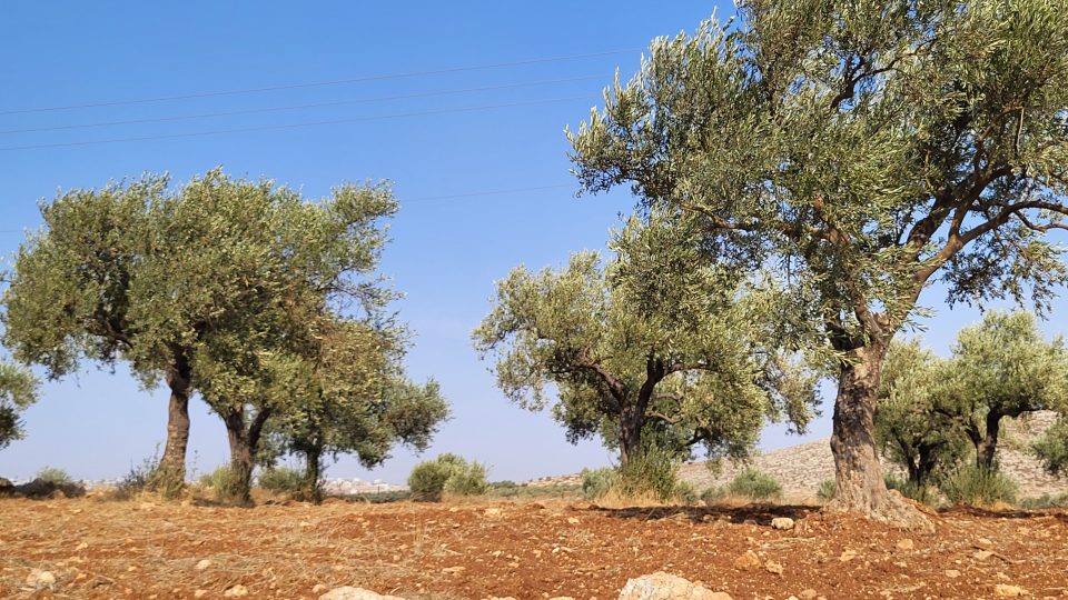 Olivovníky se běžně dožívají 500 let. Ty nejstarší ale mívají i 2000 roků a stále plodí