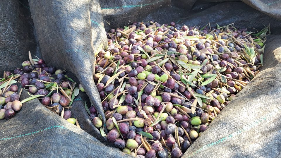 Na sklizeň oliv mají Palestinci jen měsíc, zhruba od půlky října