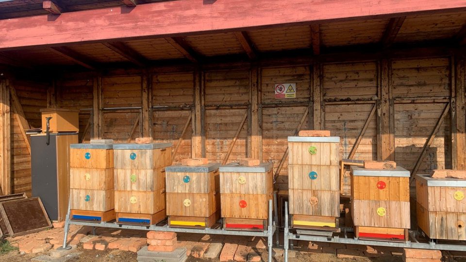 Včely na ruzyňském letišti v Praze vyrábí údajně jeden z nejkvalitnějších medů v Česku