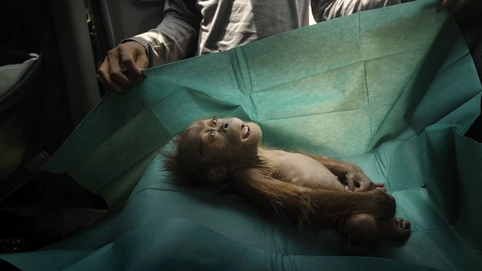 Kategorii Příroda ovládl belgický fotograf Alain Schroeder. Jeho fotografie pomoci orangutaním mláďatům na Sumatře obsadily první místo jak mezi jednotlivými snímky, tak mezi sériemi