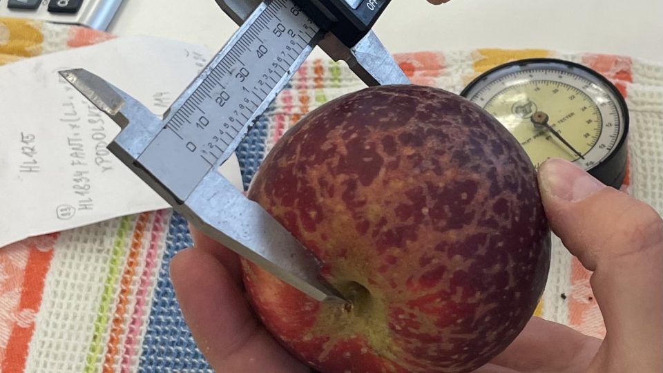 Vědci všechna jablka pečlivě zkoumají