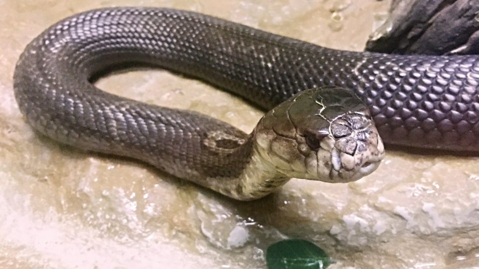 King Cobra - kobra královská. Nejobávanější had od Indie po Filipíny ....jpg