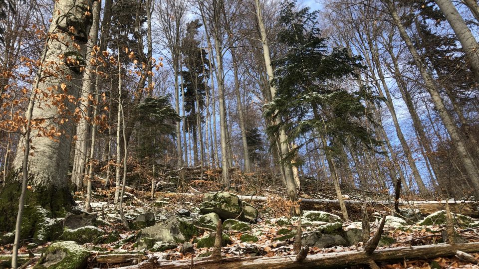 Spadané stromy, vývraty i mrtvé stojící dřevo vytváří přirozenou strukturu pralesa