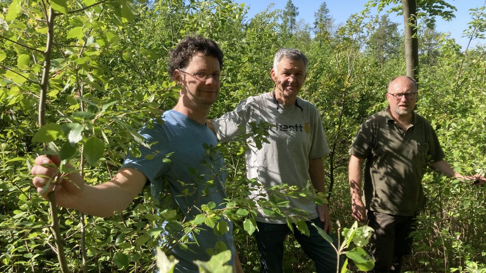 Jan Šebesta, Antonín Kusbach a Ivo Březina u osik. Dříve tu byl smrkový porost, dnes tady osiky připravují podmínky pro dub.
