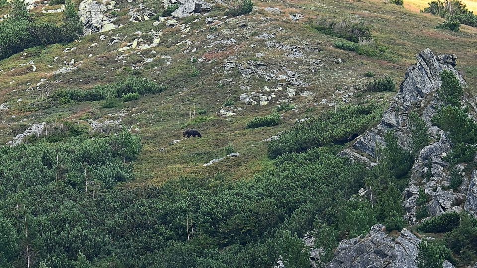 Pozorovat medvěda v jeho přirozeném prostředí je jedinečný zážitek