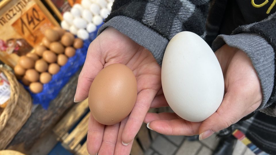 Rozdíl mezi husím vajíčkem (vpravo) lohmanem (vlevo)