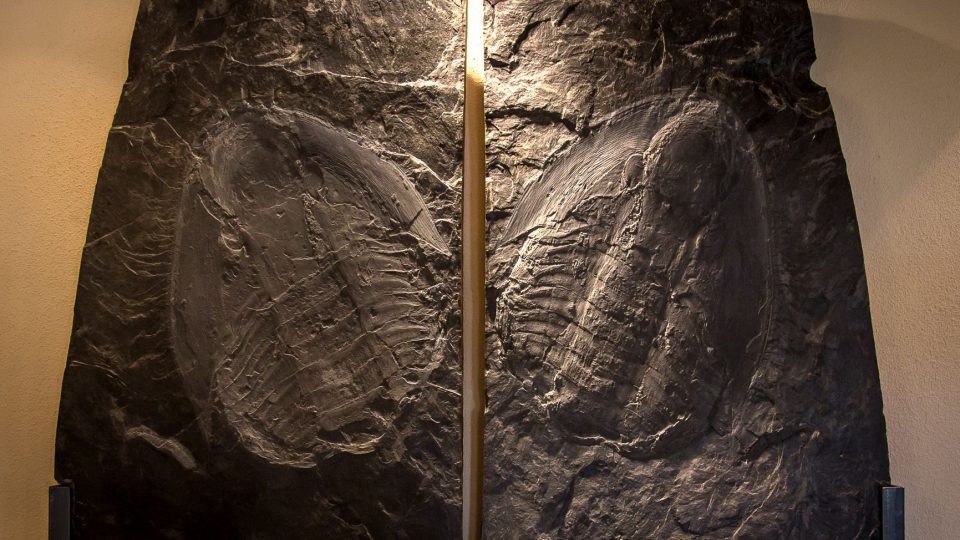Největší zkamenělina trilobita na světě dosahuje téměř devadesáti centimetrů