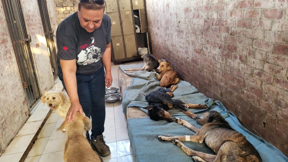Inflace způsobila, že máme trojnásobné náklady než před nějakými pěti měsíci, shrnuje veterinářka Dálija Nádíová | foto: Štěpán Macháček, Český rozhlas Inflace způsobila, že máme trojnásobné náklady než před nějakými pěti měsíci, shrnuje veterinářka Dálija Nádíová