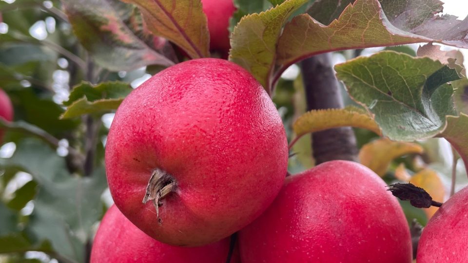 Opravdovým oříškem je, jak vyřešit, aby robot sbíral jablka nepoškozená se zachováním nejvyšší jakosti