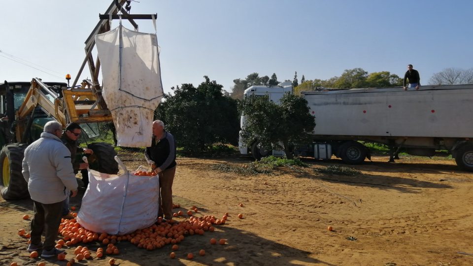V tomto pomerančovém sadu je už všechno sklizené, zbývá jen naložit poslední kamion, který odveze náklad do továrny na výrobu pomerančového džusu