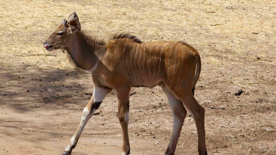 Antilopa Derbyho - mládě