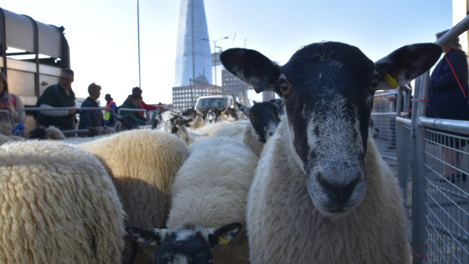 Ovce v centru Londýna se moc často nevidí. Nezvyklý zážitek pro lidi i pro zvířata má na svědomí starobylá tradice příslušníků londýnských cechů.