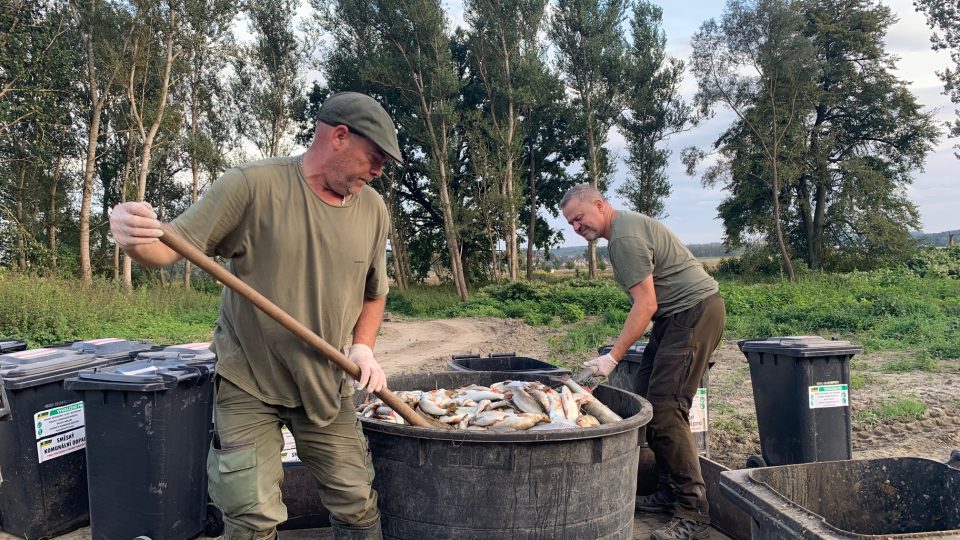 Odklízení uhynulých ryb z Bečvy
