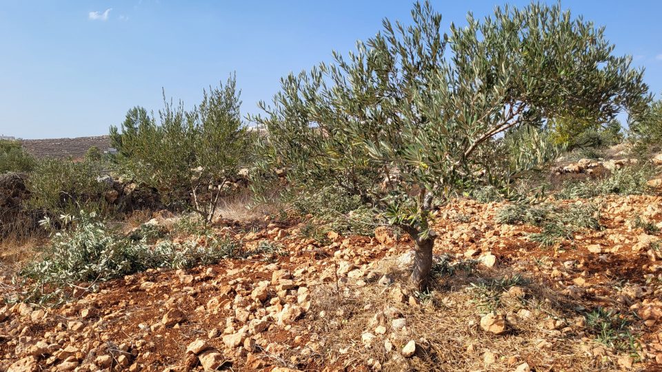 Olivovník je symbol soběstačnosti Palestinců a také symbol přináležitosti místních vesničanů ke zdejší půdě