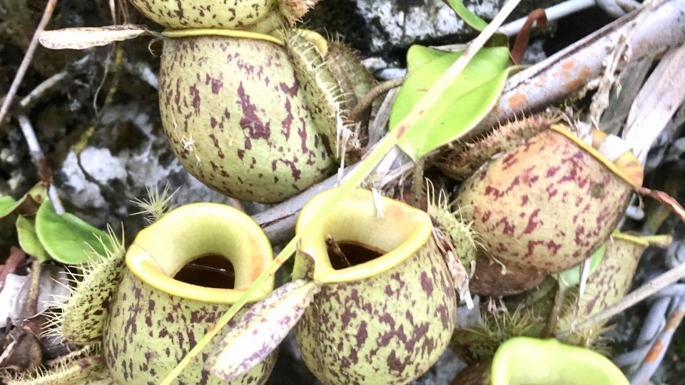 Masožravé rostliny jsou na Borneu všudypřítomné
