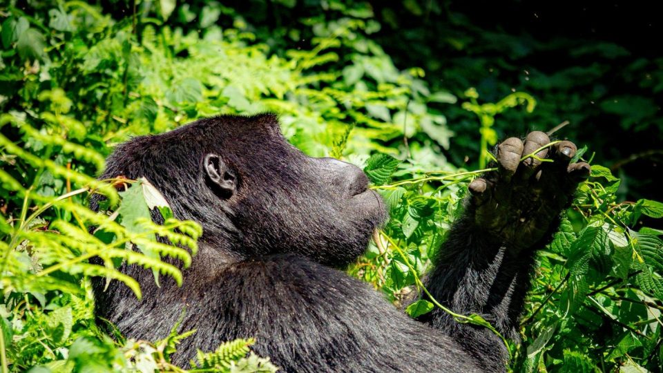 Horské gorily v deštném pralese národního parku Bwindi v Ugandě | foto: Tadeáš Šíma Horské gorily v deštném pralese národního parku Bwindi v Ugandě
