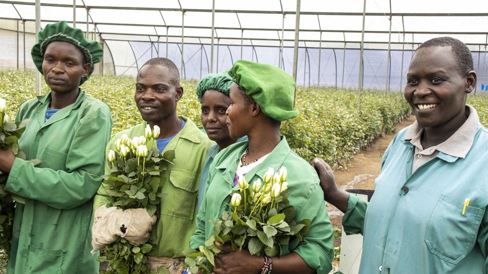 Lokální pracovníci květinové farmy v Keni