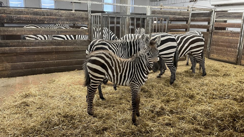 První cvičný odběr spermatu od zebry chtějí odborníci udělat do několika týdnů