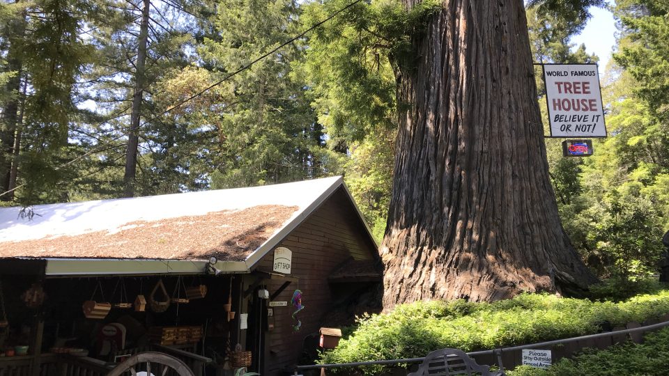 Krámek na úpatí stromového domu tu stojí šedesát let. Přímo z něj vede vchod do útrob tisíciletého stromu