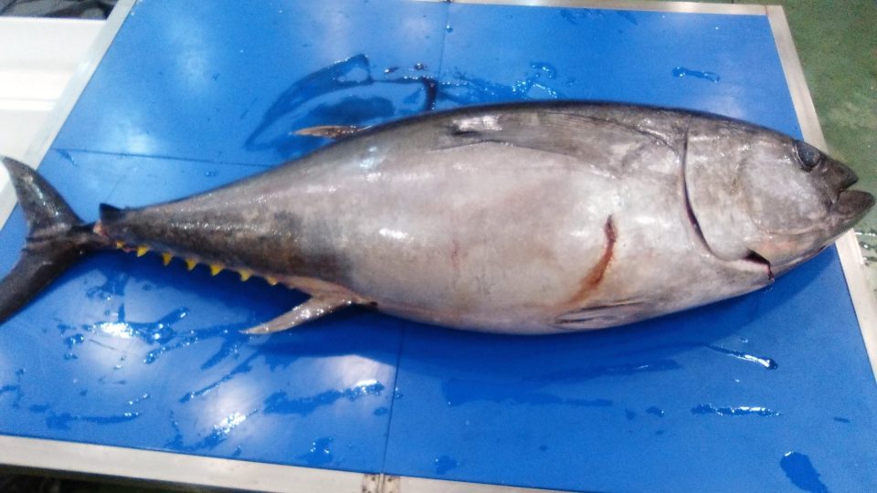 Tuňák druhu Thunus obesus dosahuje hmotnosti až 250 kilogramů. Tento má jen necelých 70 