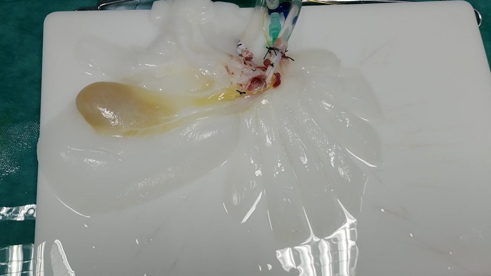 Z prasečích jater zůstane po decelularizaci jen bílá proteinová struktura | foto: Miroslav Jiřík Z prasečích jater zůstane po decelularizaci jen bílá proteinová struktura