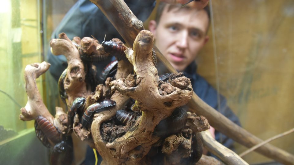 Chovatel Steve se stará o pět stovek švábů madagaskarských