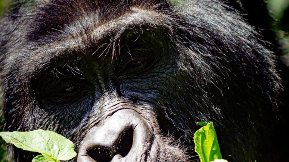 Horské gorily v deštném pralese národního parku Bwindi v Ugandě | foto: Tadeáš Šíma Horské gorily v deštném pralese národního parku Bwindi v Ugandě