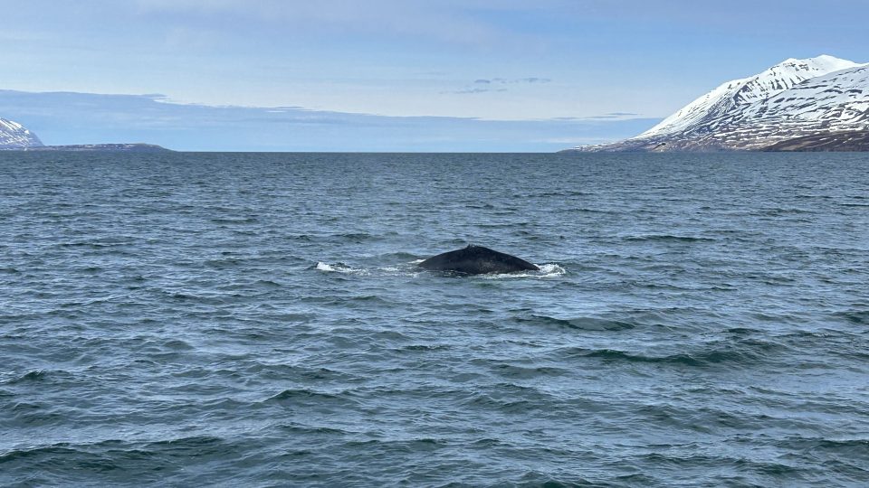 Potrava je hodně blízko hladiny, takže se velryba nemusí potápět do hloubky a je možné ji dobře pozorovat