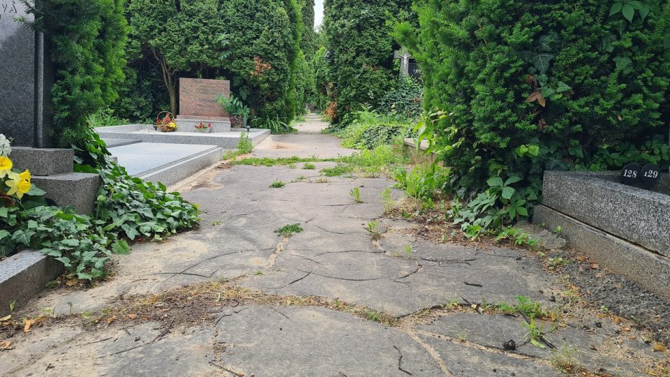 Rozpraskaný chodník na brněnském hřbitově
