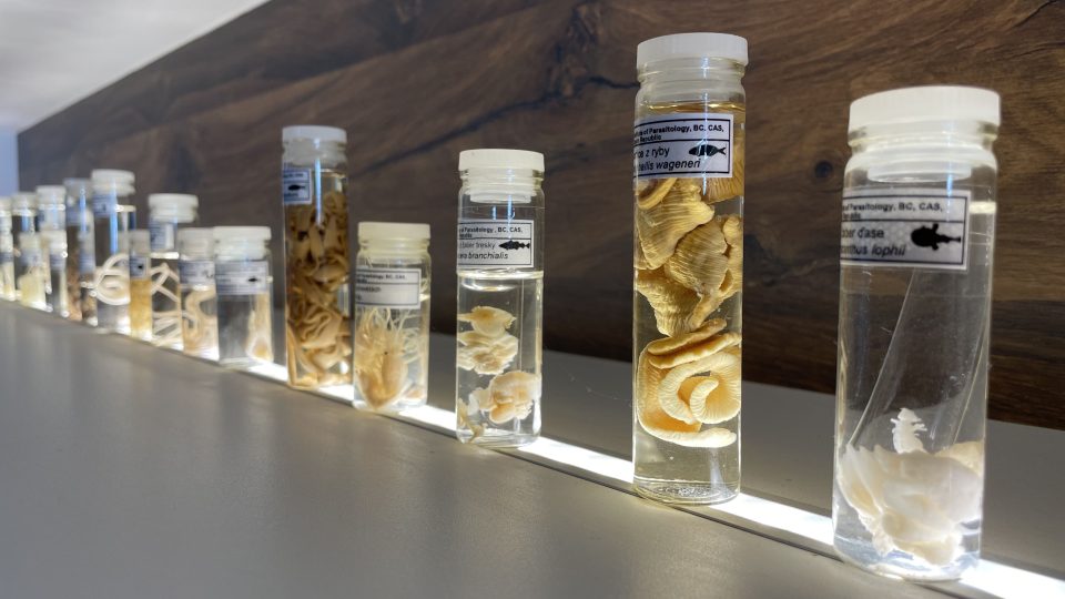Detail interiéru Laboratoře rybí protistologie v Biologickém centru Akademie věd