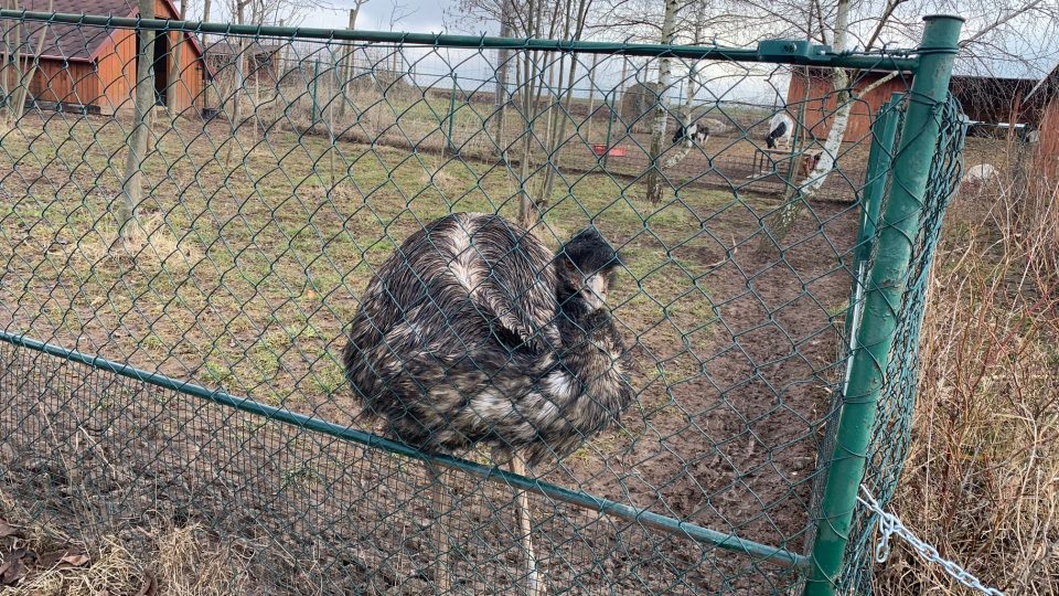 Farma Wenet Broumov kvůli nedostatku peněz chystá prodej desítek svých zvířat