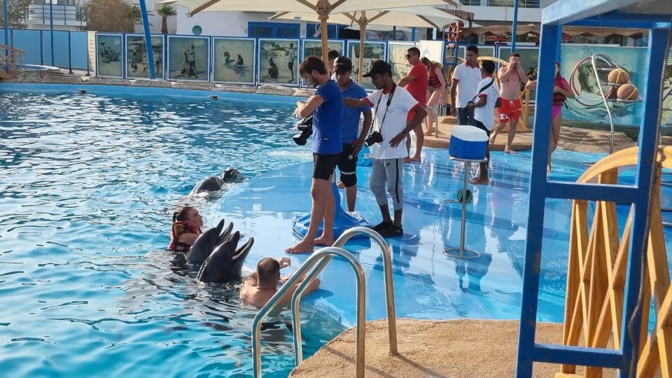 Tajjibu drželi v bazénu odděleném od hlavní nádrže, ve které žili delfíni chovaní v zajetí