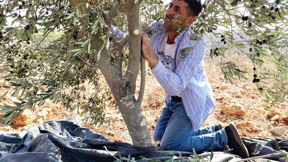 Abd al-Azím s bratrem Abd al-Hakímem a několika dalšími příbuznými prořezávají olivové stromky a sklízejí plody