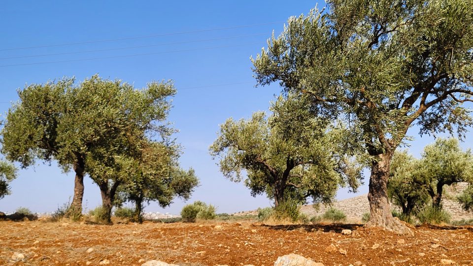 „Olivovník potřebuje tak osm let od vysazení, aby začal plodit. Jenže osadníci přijdou s motorovou pilou a stromky nám zničí,“ popisuje Abd al-Hakím Wádí